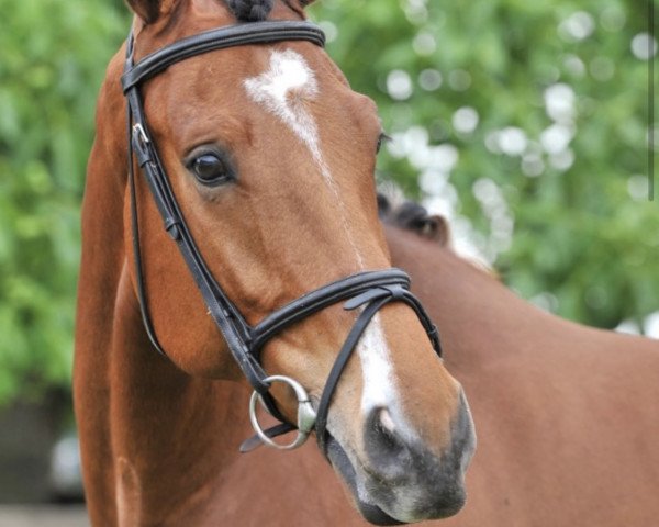 jumper Joris Bigstar v/d Hees (KWPN (Royal Dutch Sporthorse), 2014, from Big Star Jr KZ)