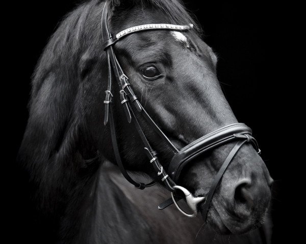 dressage horse Deliah 7 (Hanoverian, 2007, from Don Frederico)