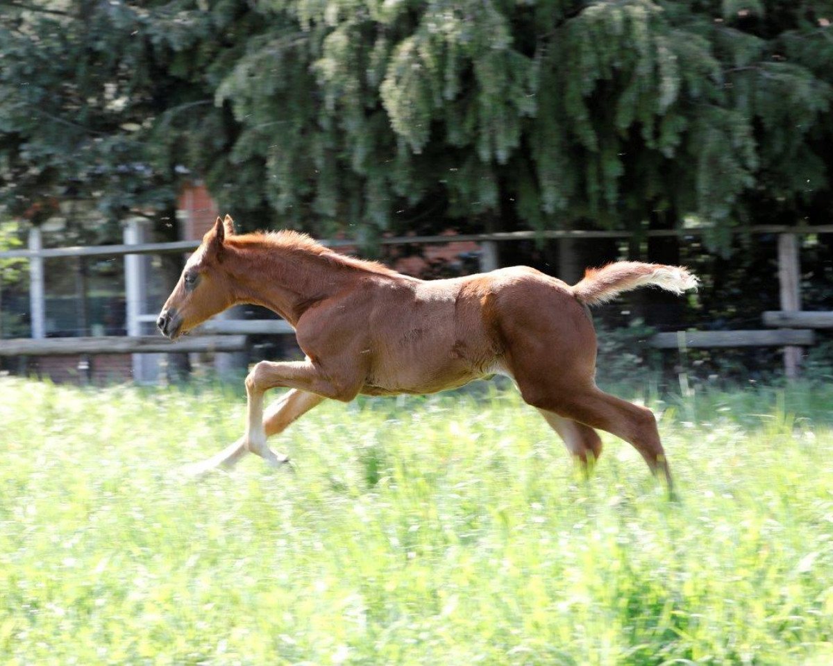 Broodmare Selectra (Westphalian, 2020, from Selectric)