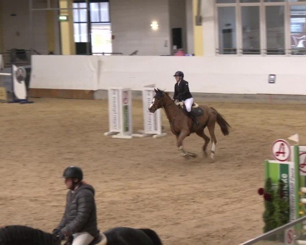 Reitturnier Stadl-Paura 2025