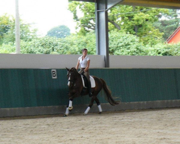 Springpferd Dornröschen 117 (Deutsches Reitpony, 2002, von Diamond Boy) Springpferd Dornröschen 117 (Deutsches Reitpony, 2002, von Diamond Boy)