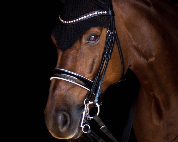 broodmare Bolera SL (Hanoverian, 2010, from Brentano II)