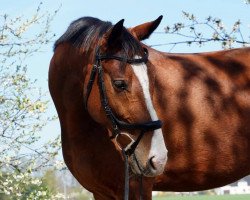 jumper Nordlicht R (German Sport Horse, 2008, from No Limit)