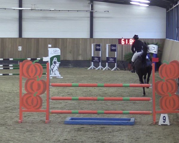 Reitturnier Zwickau 2025