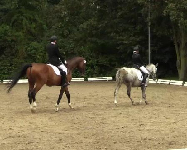 Kupferdreher Dressurtage 2014
