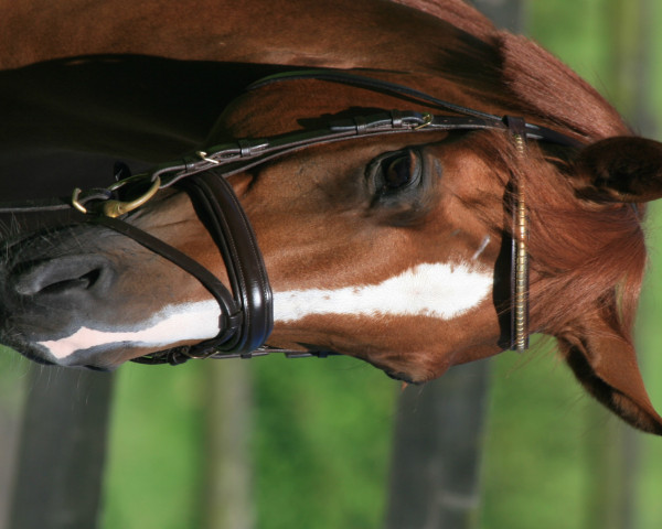 jumper Mourinjo 2 (German Riding Pony, 2008, from Mentos Junior 2)
