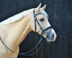 jumper Northern Dance Star (German Riding Pony, 2014, from Nacromancer inthe dark)