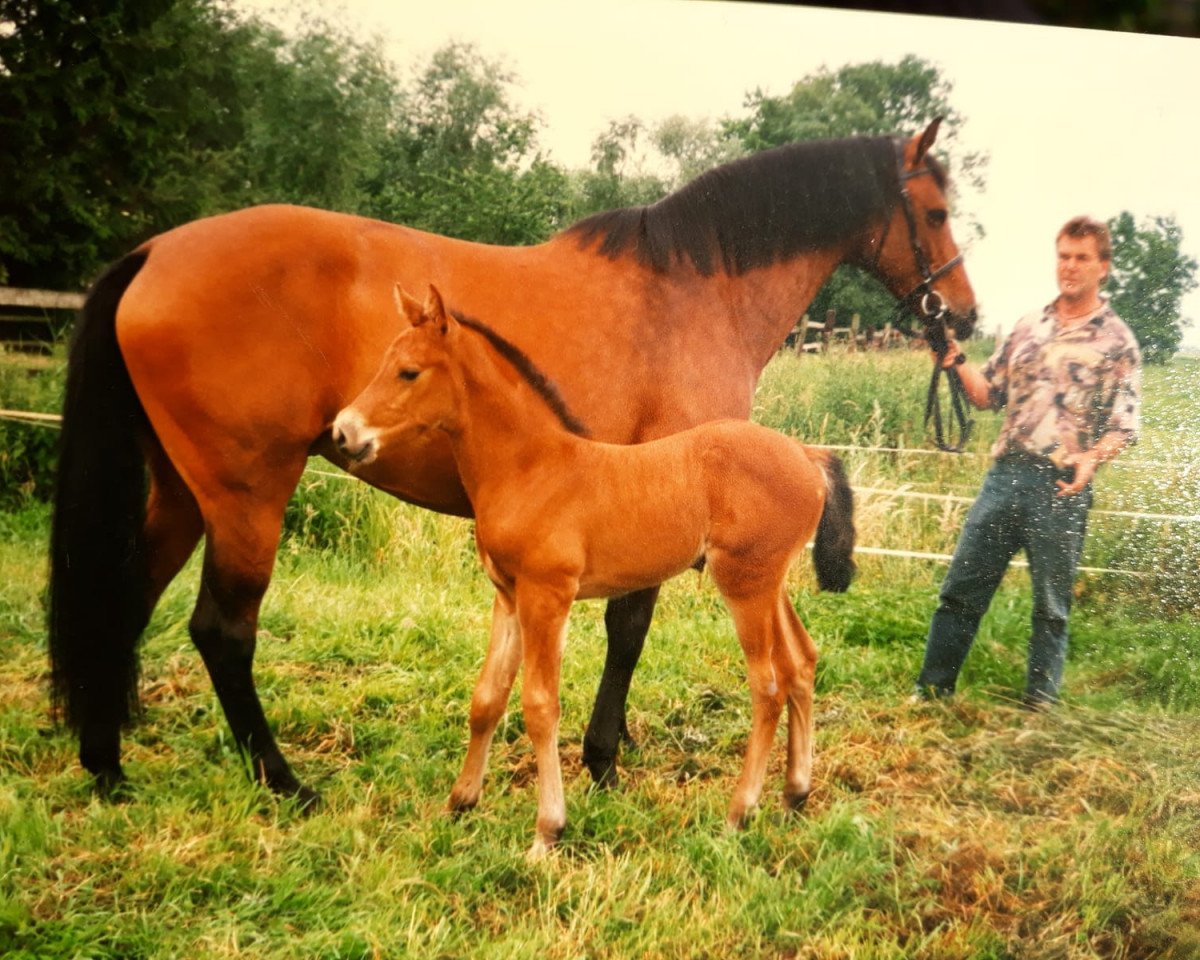 Zuchtstute Bonni (Holsteiner, 1987, von Landgraf I)
