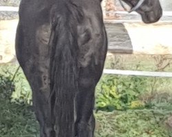 broodmare Dark Angel (Hanoverian, 2002, from Don Frederico)