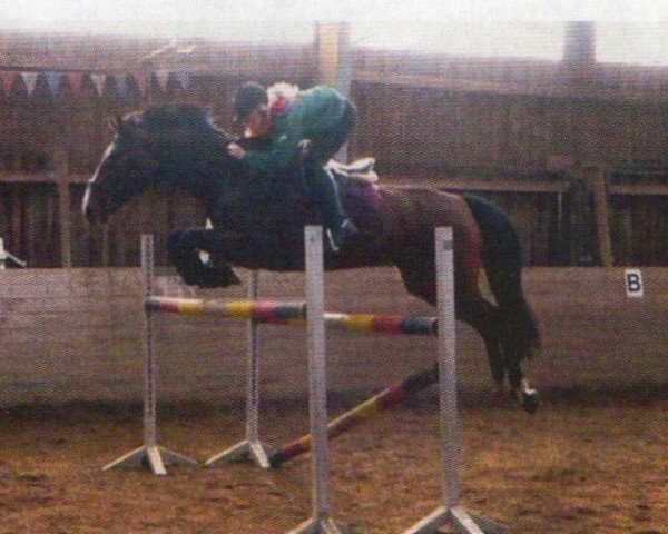 Broodmare Marina (German Riding Horse, 2003, from Corde Lamour)