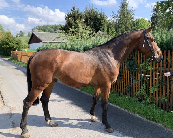 Dressurpferd Callisto 35 (Holsteiner, 2017, von Centimor 111 FIN)