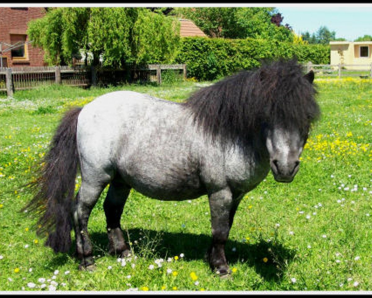 stallion Helza Moody Blue (Shetland pony (under 87 cm), 1988, from Birling Silver Lining)