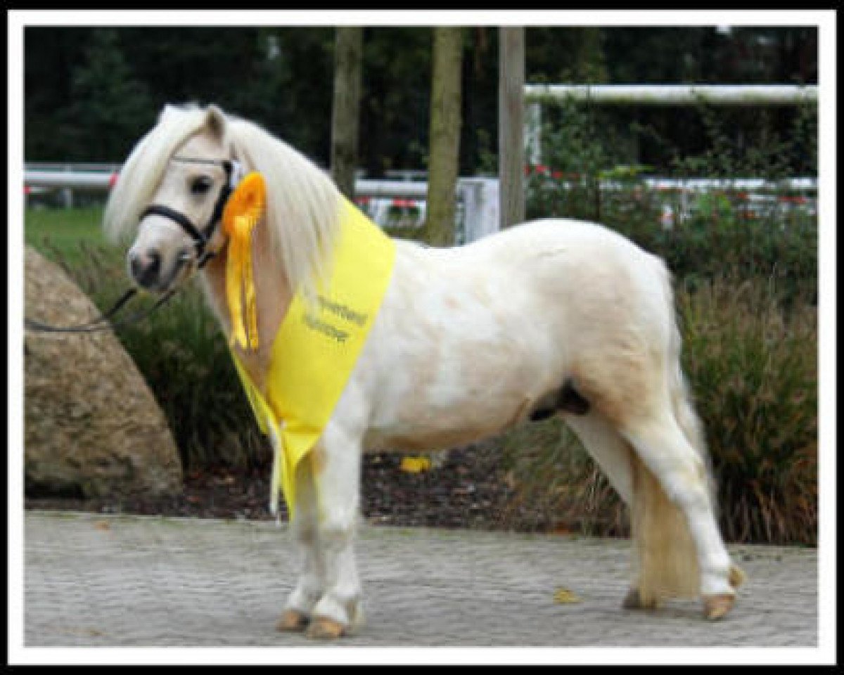 stallion Polaris von Weyhe (Shetland pony (under 87 cm), 2013, from Birchwood Pocket Prince)
