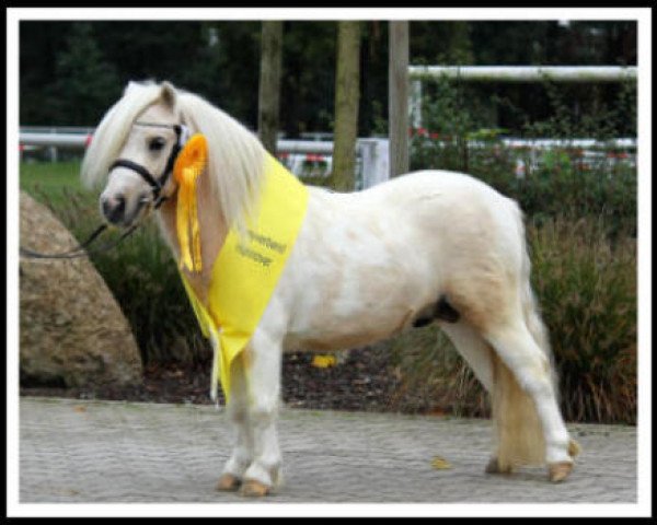 stallion Polaris von Weyhe (Shetland pony (under 87 cm), 2013, from Birchwood Pocket Prince)