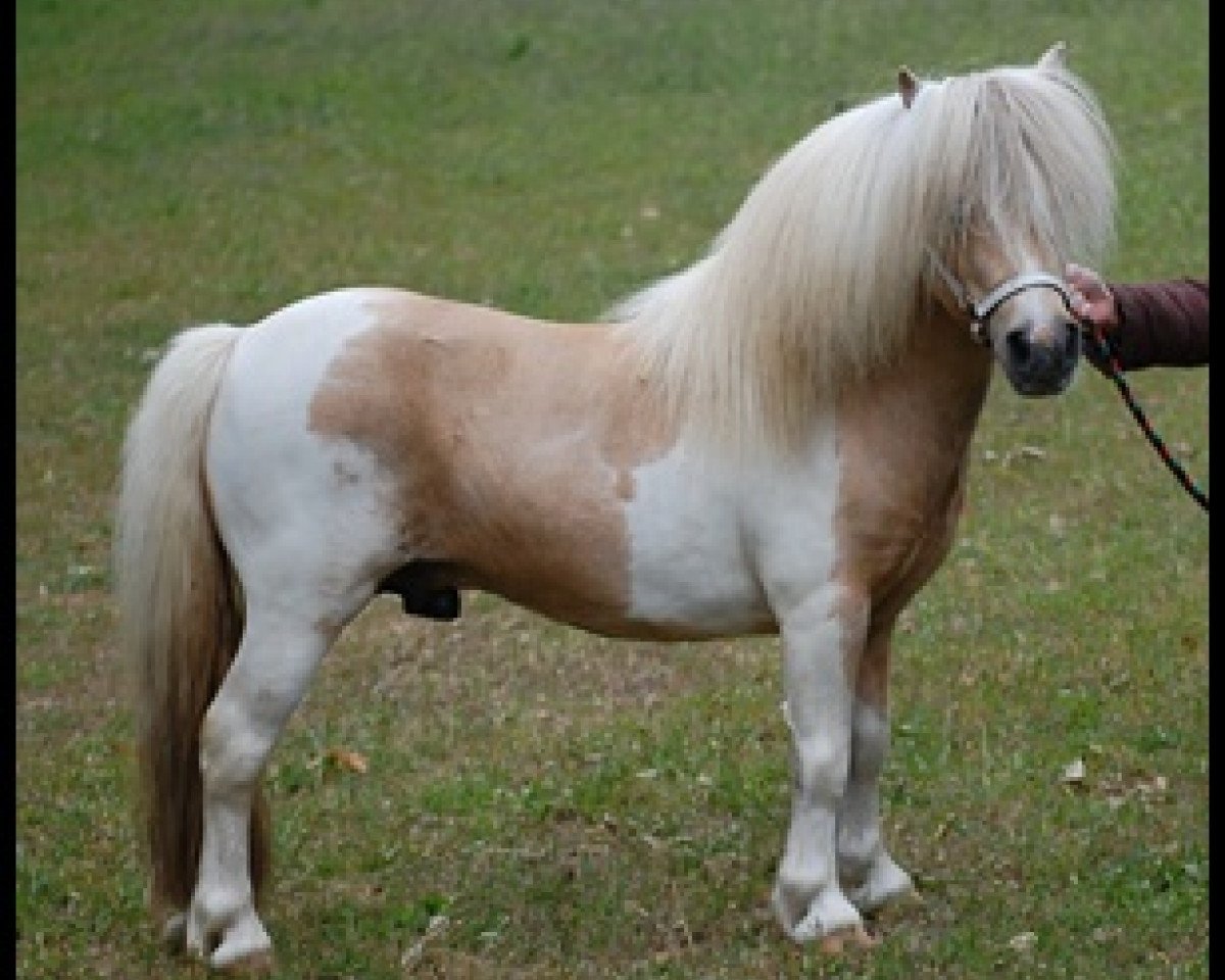 stallion Birchwood Pocket Prince (Shetland pony (under 87 cm), 1995, from Little Jo of Green Meadows)