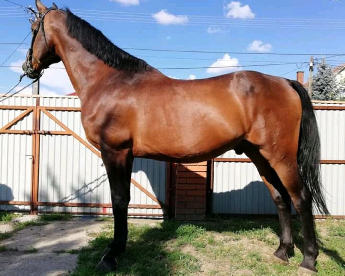 Pferd csillag (Ungarisches Warmblut,  )