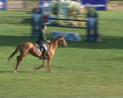 jumper Titania du Hequet (Selle Français, 2007, from Jus des Fontaines)