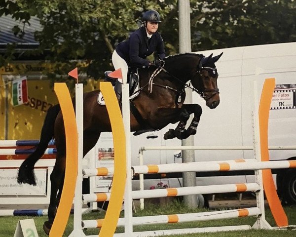 jumper Diamant de Berlin (Hanoverian, 2015, from Diacontinus)