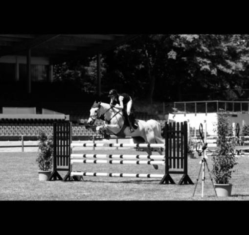 Fattrice Enessa (KWPN (Sangue caldo olandese), 2009, di Tangelo van de Zuuthoeve)