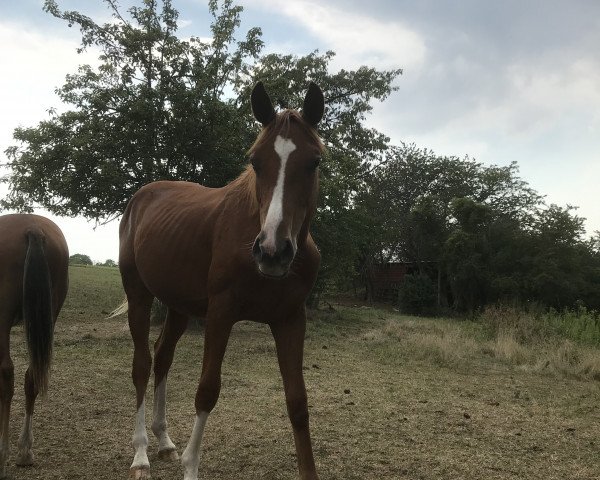 jumper Cosmo 130 (Oldenburg show jumper, 2019, from Chacfly PS)