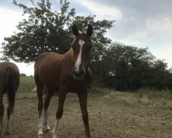 jumper Cosmo 130 (Oldenburg show jumper, 2019, from Chacfly PS)