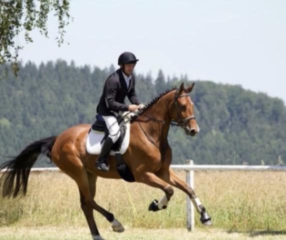 Koń skokowy Westsachsens Cardinal (Niemiecki Koń Sportowy, 2018, od Contenaro)