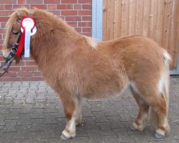 Deckhengst Popeye vom Försterberg (Shetland Pony (unter 87 cm), 2010, von Puc's Paradise)