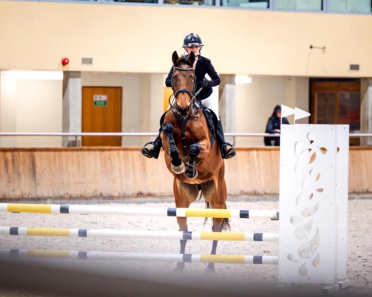 Hengst von Tangelo van de Zuuthoeve: Cheval, 1 vidéo exclusive, Pedigree