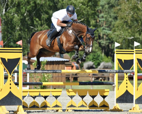 Springpferd Cassis Dl P. Maison (Schweizer Warmblut, 2014, von Curtis Sitte)
