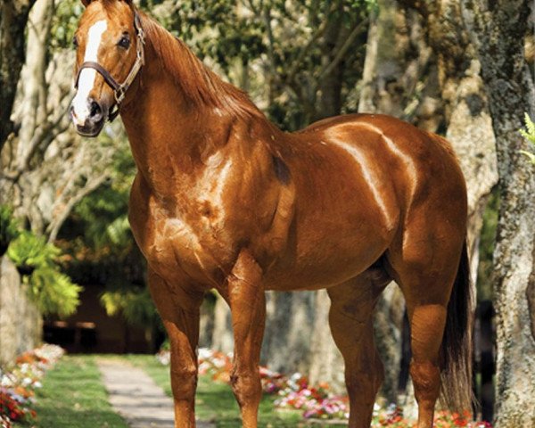 stallion Holland Ease (Quarter Horse, 1989, from First Down Dash)
