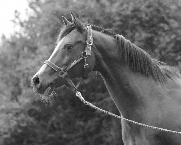 Pferd Gismo (Deutsches Reitpony, 1998, von Golden Dream R)