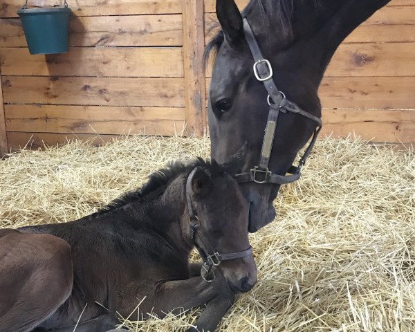 horse Hengst von Curlin xx (Thoroughbred, 2019, from Curlin xx)