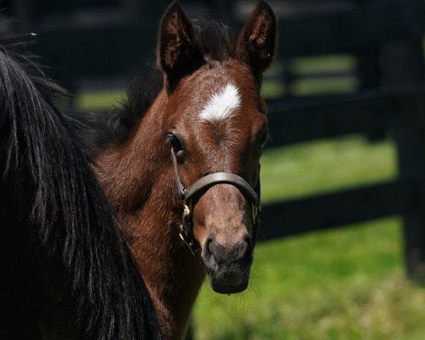 horse Stute von Speightstown xx (Thoroughbred, 2020, from Speightstown xx)