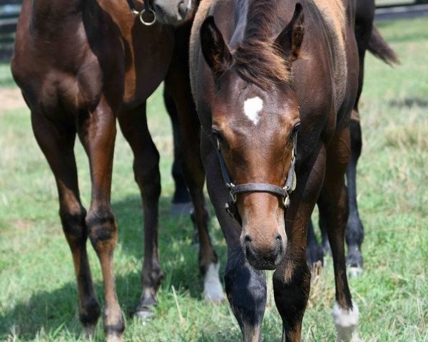 horse Mija xx (Thoroughbred, 2020, from Curlin xx)