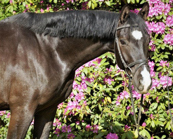 horse RPZ Santiago (German Sport Horse, 2017, from Santo Domingo)