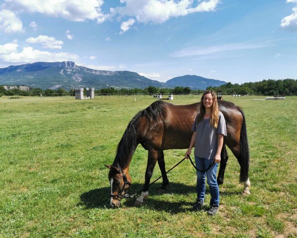 horse Rittminca (Westphalian, 2006, from Rittmeister)