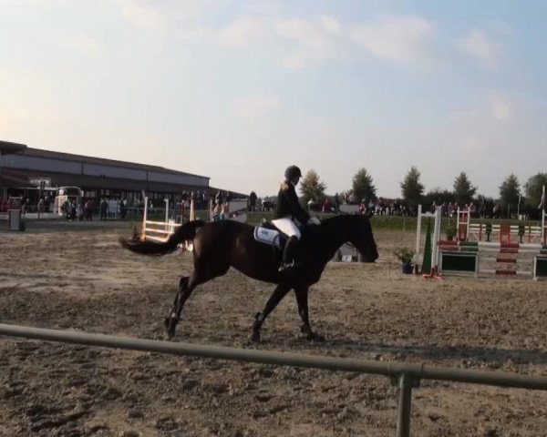 Appelhülsen 2014