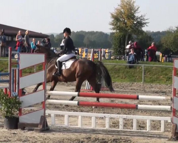 Appelhülsen 2014
