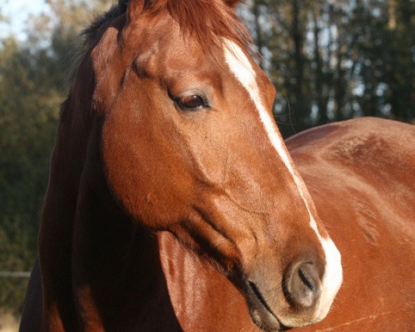 Springpferd Colorado 187 (Mecklenburger, 2006, von Coolidge 2) Springpferd Colorado 187 (Mecklenburger, 2006, von Coolidge 2)