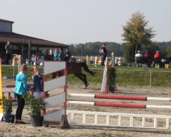 Appelhülsen 2014