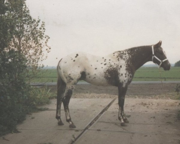 stallion Joker L Machine (Appaloosa,  , from Astro Machine)