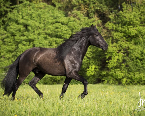 horse Cortes CB - Cartujano (Pura Raza Espanola (PRE), 2011, from Heretero - Cartujano) horse Cortes CB - Cartujano (Pura Raza Espanola (PRE), 2011, from Heretero - Cartujano)