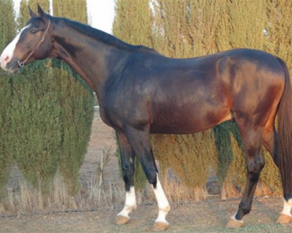 stallion Iod'Pom AA (Anglo-Arabs, 1996, from Laudanum xx)