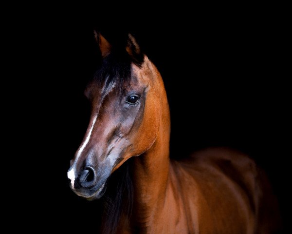 broodmare Potyczka ox (Arabian purebred, 1988, from Tallin 1978 ox)