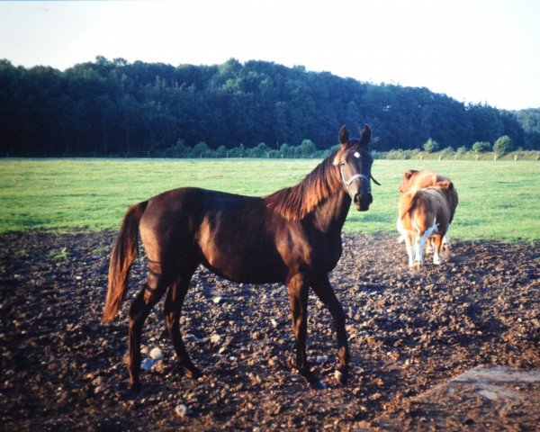 Zuchtstute Donau II (Holsteiner, 1989, von Casino Boy xx)