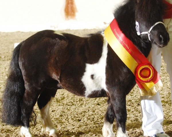stallion Göttings Enrique (Shetland pony (under 87 cm), 2003, from Ernst-August) stallion Göttings Enrique (Shetland pony (under 87 cm), 2003, from Ernst-August)