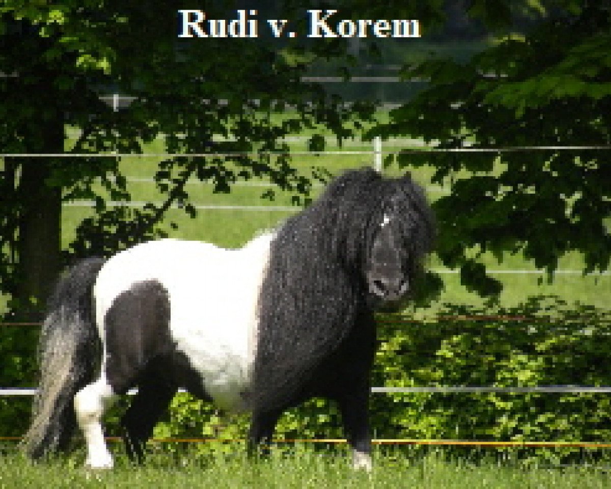 stallion Rudi von Korem (Shetland pony (under 87 cm), 2001, from Gust de Bibiana)