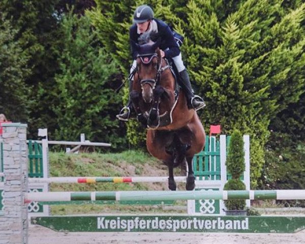 broodmare Malita (Westphalian, 2009, from Malito de Reve)