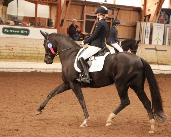 broodmare Dante's Deern (Oldenburg, 2014, from Dante Weltino Old)