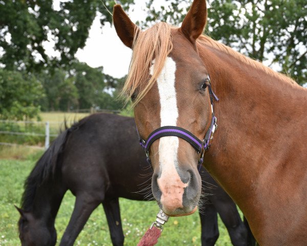 dressage horse Dagobert (German Riding Pony, 2018, from Dance Star AT NRW)